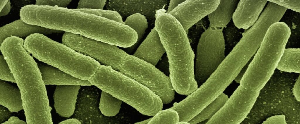 higiene en la cocina, bacterias