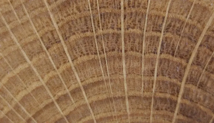 Detalle testa roble iberico 900px 1