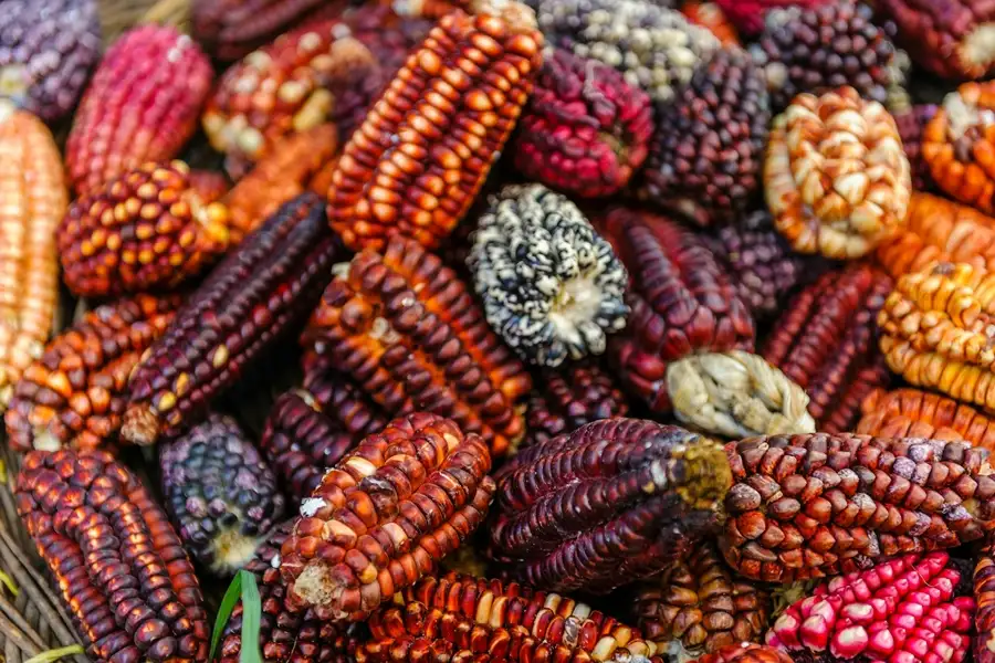 mais o choclo como basa para la comida peruana