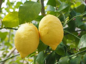 Frutas ácidas, dos limones en un limonero