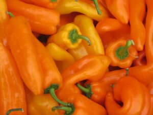 Ají rojo y amarillo en la feria gastronómica fusión
