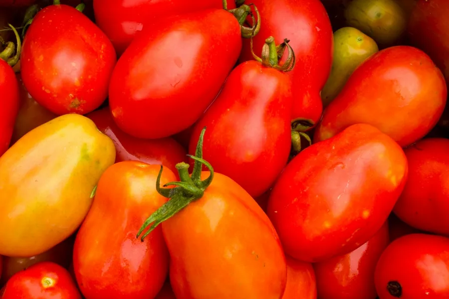 tomates san marzano